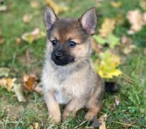 Photo №2 to announcement № 164684 for the sale of swedish vallhund - buy in Finland private announcement, breeder