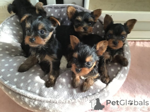 Photo №1. yorkshire terrier - for sale in the city of Hamina | negotiated | Announcement № 169164