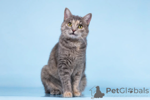 Photo №2 to announcement № 164500 for the sale of  - buy in Russian Federation from the shelter