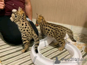 Photo №2 to announcement № 27995 for the sale of savannah cat - buy in Faroe Islands 