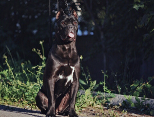 Photo №4. I will sell cane corso in the city of Belgorod. breeder - price - 562$