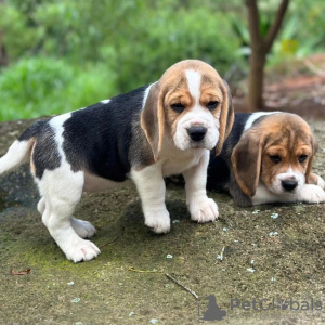 Additional photos: beagle puppies looking