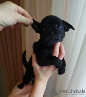 Photo №2 to announcement № 104896 for the sale of chihuahua - buy in Germany breeder