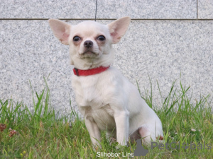 Photo №1. chihuahua - for sale in the city of Москва | negotiated | Announcement № 8106