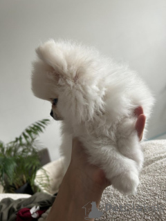 Photo №2 to announcement № 154071 for the sale of pomeranian - buy in Belgium private announcement