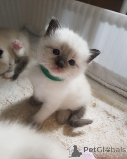 Photo №3. Ragdoll-Kätzchen zu verkaufen. Finland