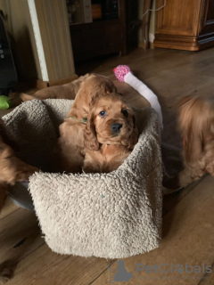 Photo №4. I will sell american cocker spaniel in the city of Coppet. breeder - price - 402$