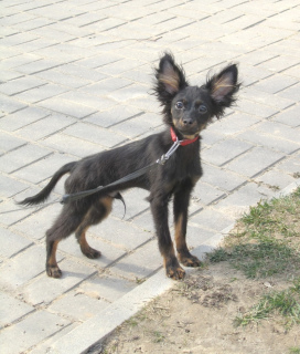 Photo №3. Russian toy long-haired boy. Belarus