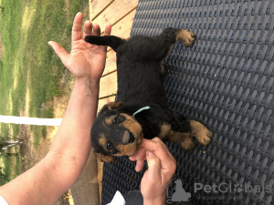 Additional photos: Airedale terrier pupies for sell