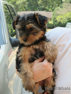 Photo №2 to announcement № 117510 for the sale of yorkshire terrier - buy in Italy private announcement