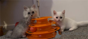 Photo №1. munchkin - for sale in the city of Beilngries | 329$ | Announcement № 152932