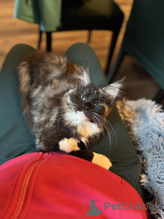 Photo №2 to announcement № 138036 for the sale of maine coon - buy in Spain private announcement