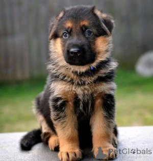 Photo №2 to announcement № 139068 for the sale of german shepherd - buy in Germany 