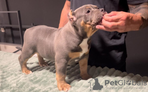 Additional photos: American Bully Pocket puppies