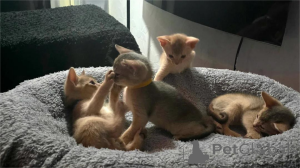 Photo №1. abyssinian cat - for sale in the city of Algermissen | 329$ | Announcement № 151625