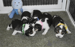 Photo №2 to announcement № 153455 for the sale of beagle - buy in Germany 