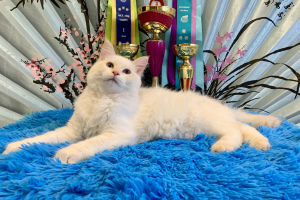 Photo №4. I will sell neva masquerade, siberian cat in the city of Moscow. from nursery, breeder - price - 311$