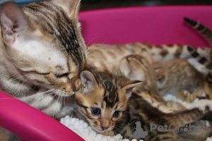 Photo №1. bengal cat - for sale in the city of IJmuiden | 317$ | Announcement № 111095