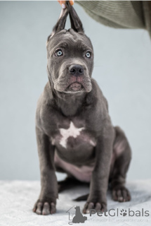 Photo №1. cane corso - for sale in the city of Kiev | 1652$ | Announcement № 163289