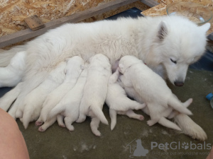 Photo №4. I will sell samoyed dog in the city of Minsk. private announcement - price - 520$
