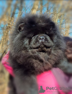 Photo №4. I will sell chow chow in the city of Belgrade. breeder - price - negotiated