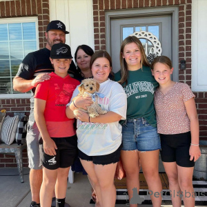 Photo №3. Adorable Mini Golden-doodle puppies for adoption. Germany