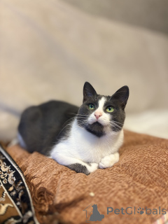 Photo №2 to announcement № 156450 for the sale of  - buy in Belarus private announcement