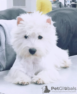 Additional photos: Kennel offers west highland white terrier puppies