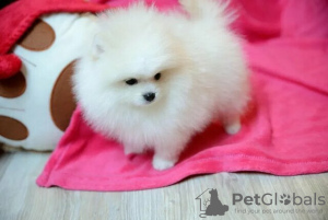 Photo №2 to announcement № 66234 for the sale of pomeranian - buy in Germany private announcement, breeder