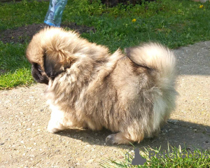 Photo №1. pekingese - for sale in the city of Zrenjanin | negotiated | Announcement № 72911