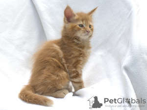 Photo №2 to announcement № 11469 for the sale of maine coon - buy in Ukraine from nursery
