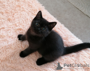 Photo №1. british shorthair - for sale in the city of Lyubertsy | 442$ | Announcement № 21803
