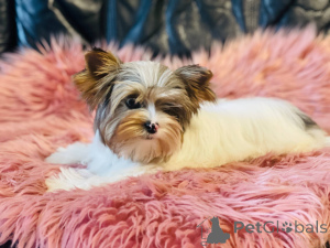 Photo №3. Beautiful female York Merle Bluberry Biewer with blue eye.. Poland