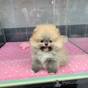 Photo №1. pomeranian - for sale in the city of Berlin | Is free | Announcement № 125328