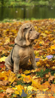 Photo №2 to announcement № 13374 for the sale of shar pei - buy in Russian Federation private announcement