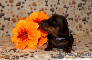 Additional photos: We offer club puppies smooth-haired dachshund with documents (UCI).
