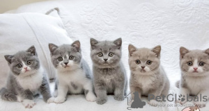 Additional photos: british shothair kitten
