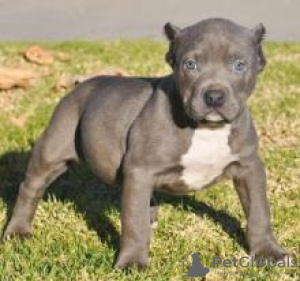 Photo №1. american pit bull terrier - for sale in the city of Ostrava | negotiated | Announcement № 90410