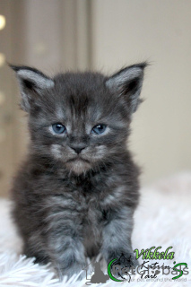 Photo №4. I will sell maine coon in the city of St. Petersburg. private announcement, from nursery, breeder - price - 530$