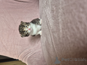 Photo №2 to announcement № 135548 for the sale of siamese cat - buy in Poland breeder