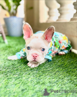 Photo №1. french bulldog - for sale in the city of Texas City | negotiated | Announcement № 115978