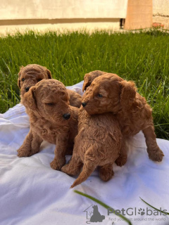 Photo №1. poodle (toy) - for sale in the city of Zrenjanin | 528$ | Announcement № 102483