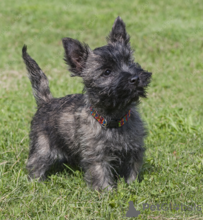 Photo №1. schnauzer - for sale in the city of Stockholm | negotiated | Announcement № 96357