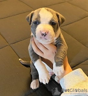 Photo №1. english bulldog - for sale in the city of Kuwait City | negotiated | Announcement № 133809