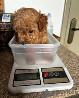 Photo №3. Toilet trained poodle toy. Spain