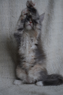 Photo №2 to announcement № 5339 for the sale of maine coon - buy in Russian Federation from nursery