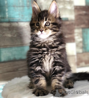 Photo №1. maine coon - for sale in the city of Zürich | negotiated | Announcement № 166213