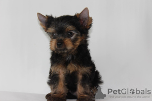 Photo №2 to announcement № 11271 for the sale of yorkshire terrier - buy in Belarus breeder