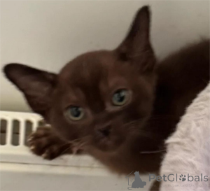 Photo №1. burmese cat - for sale in the city of Allensbach | 329$ | Announcement № 151627