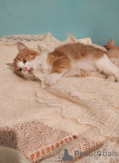 Photo №3. Petya is looking for a cozy home.. Russian Federation